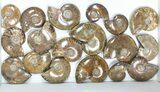 Lot: kg Iridescent, Red Flash Ammonites (-) - Pieces #82484-1